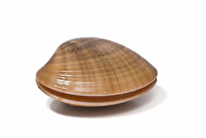 Clam up about criminal intent, says Fairfax criminal lawyer- Clam image