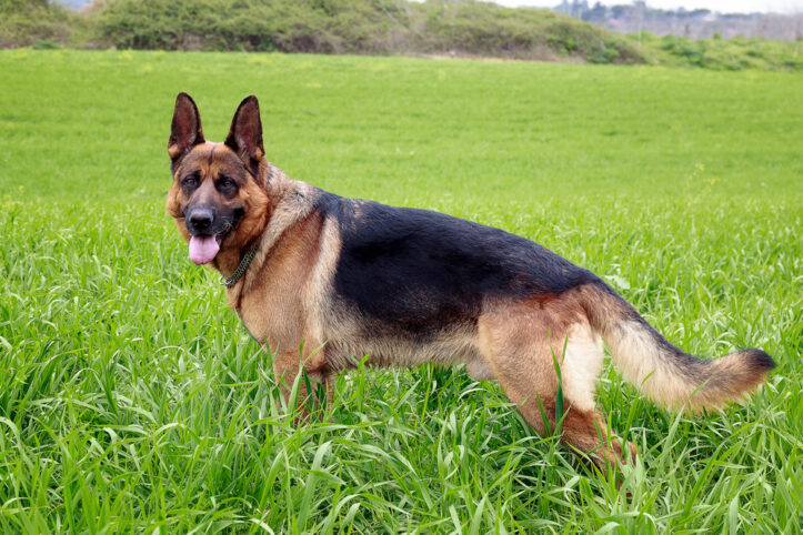 Drug dog sniffs- Fairfax criminal lawyer on their limits- German shepherd photo