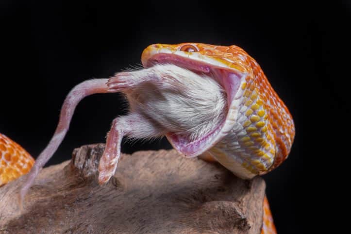 Eaten alive must be avoided says Fairfax criminal lawyer- Photo of snake eating rodent