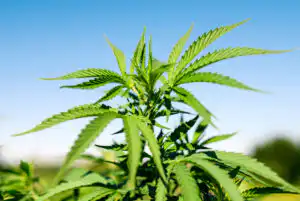 Steve Descano solicits your ideas- Fairfax criminal lawyer weighs in - Marijuana photo