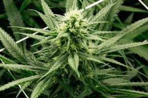 Cannabis decriminalization passes House panel- Fairfax criminal lawyer - Photo of cannabis plant