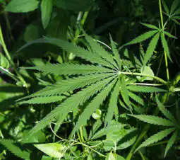 Virginia marijuana defendants - Fairfax criminal lawyer on 251