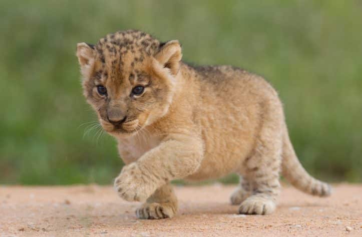 Intimidating judges- Image of lion cub