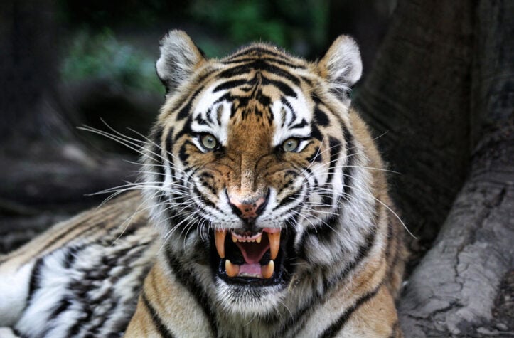 Virginia criminal trial dates are the time to shine not cower- Photo of tiger