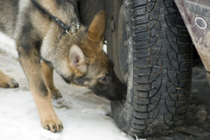Drug dogs at your doorstep- Search warrants & apartments- Image of canine
